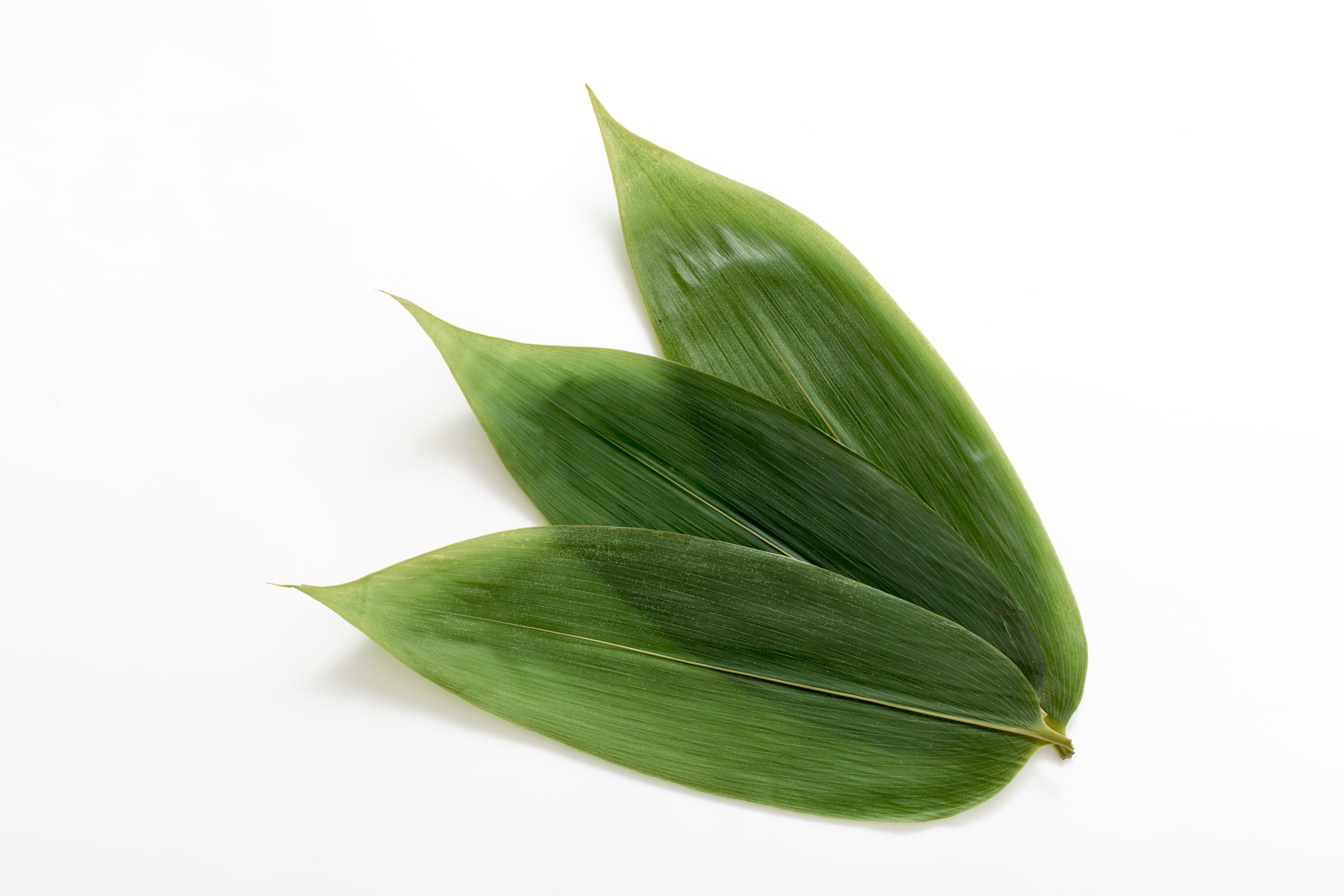 BAMBOO LEAVES 28-32 CM
