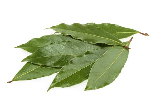 BAY LEAF BUNCH