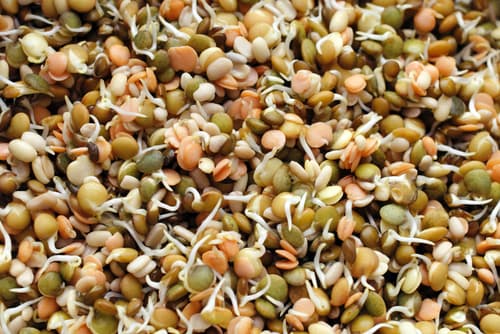 MIXED BEANSPROUT PKT