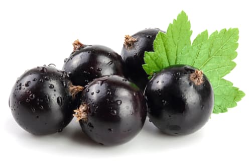 BLACKCURRANT PUNNET