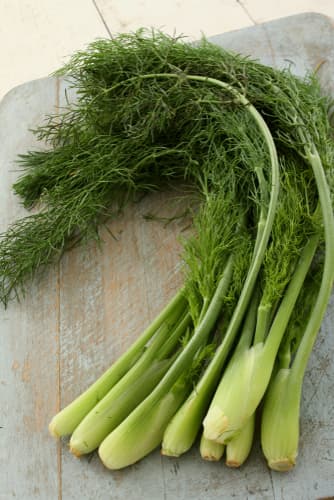 FENNEL BABY BUNCH