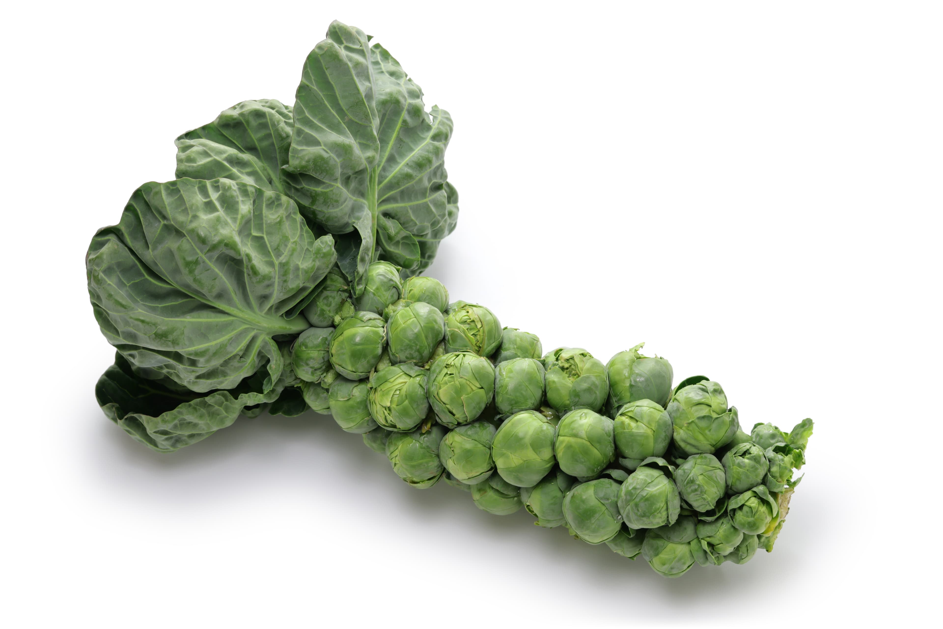 BRUSSEL ON STALK WITH TOPS