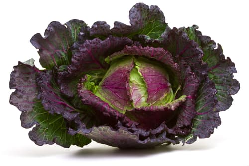 CABBAGE JANUARY KING