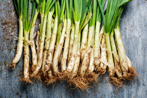 CALCOT ONIONS