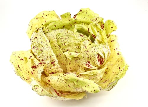 LETTUCE CASTELFRANCO