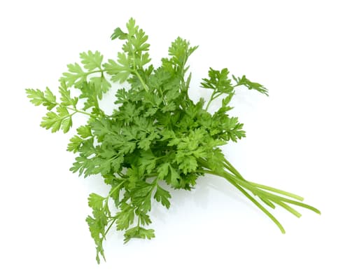 CHERVIL