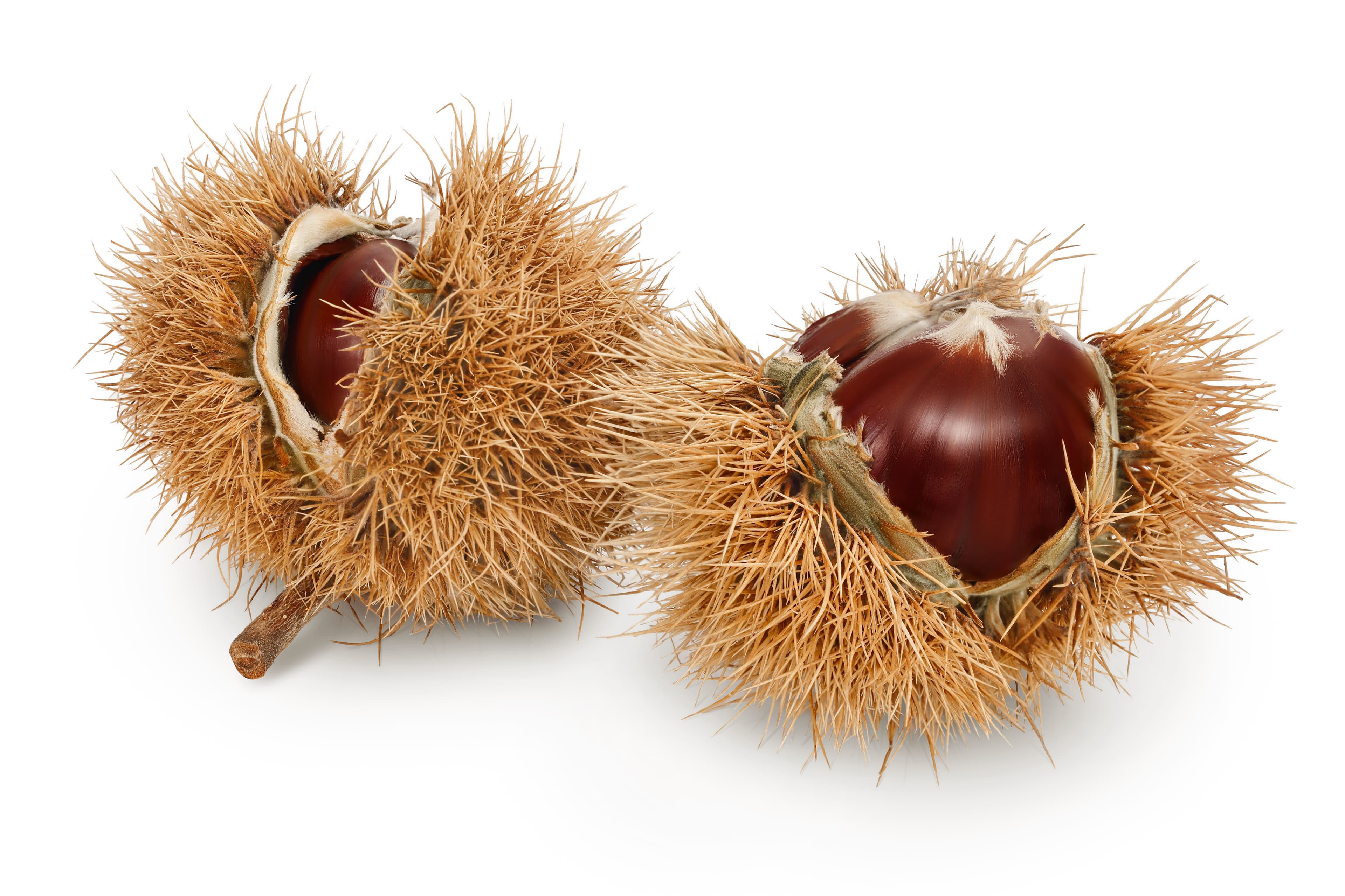 CHESTNUT FRESH (ALLERGEN)