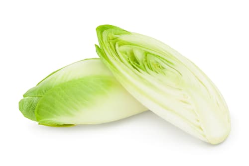 CHICORY WHITE