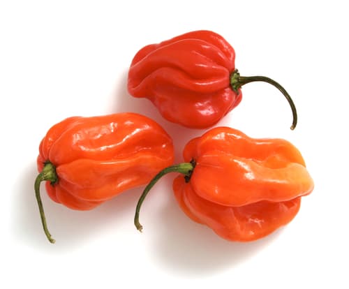 CHILLIES SCOTCH BONNET
