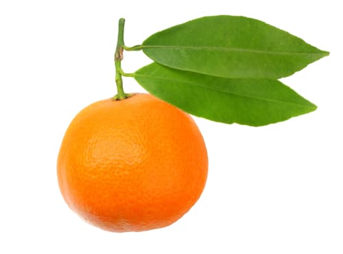 CLEMENTINE LEAFY