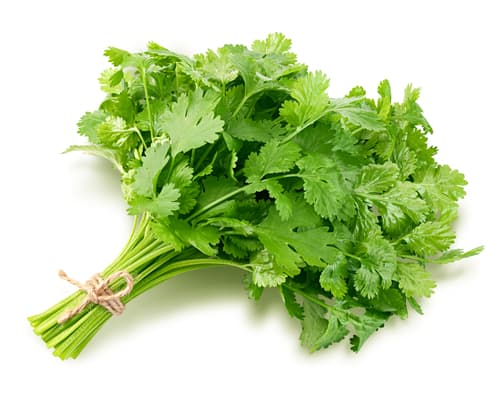 CORIANDER