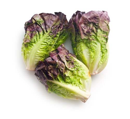 LETTUCE COS RED