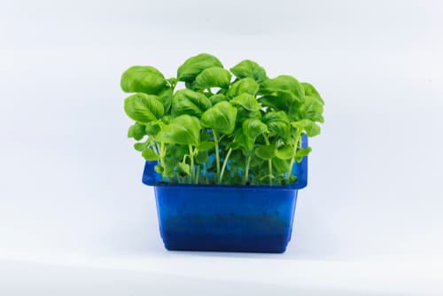 CRESS BASIL