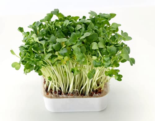 CRESS DAIKON