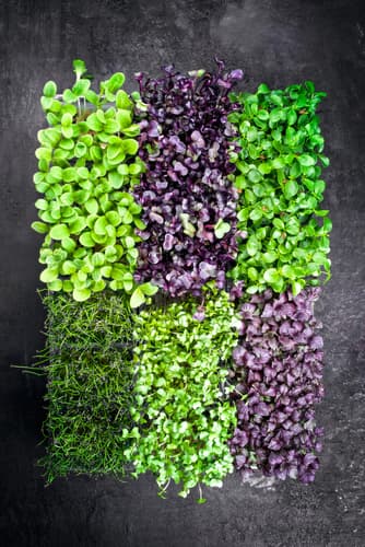 CRES SAKURA (KOPPERT CRESS)