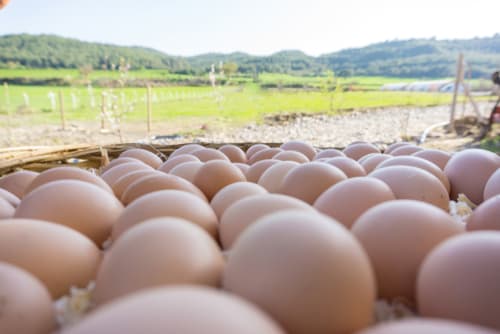 EGGS FREE RANGE (ALLERGEN)