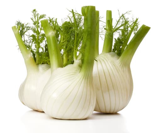 FENNEL