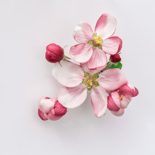 FLOWER APPLE BLOOSOM