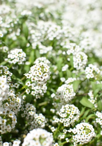 FLOWER ALYSSUM