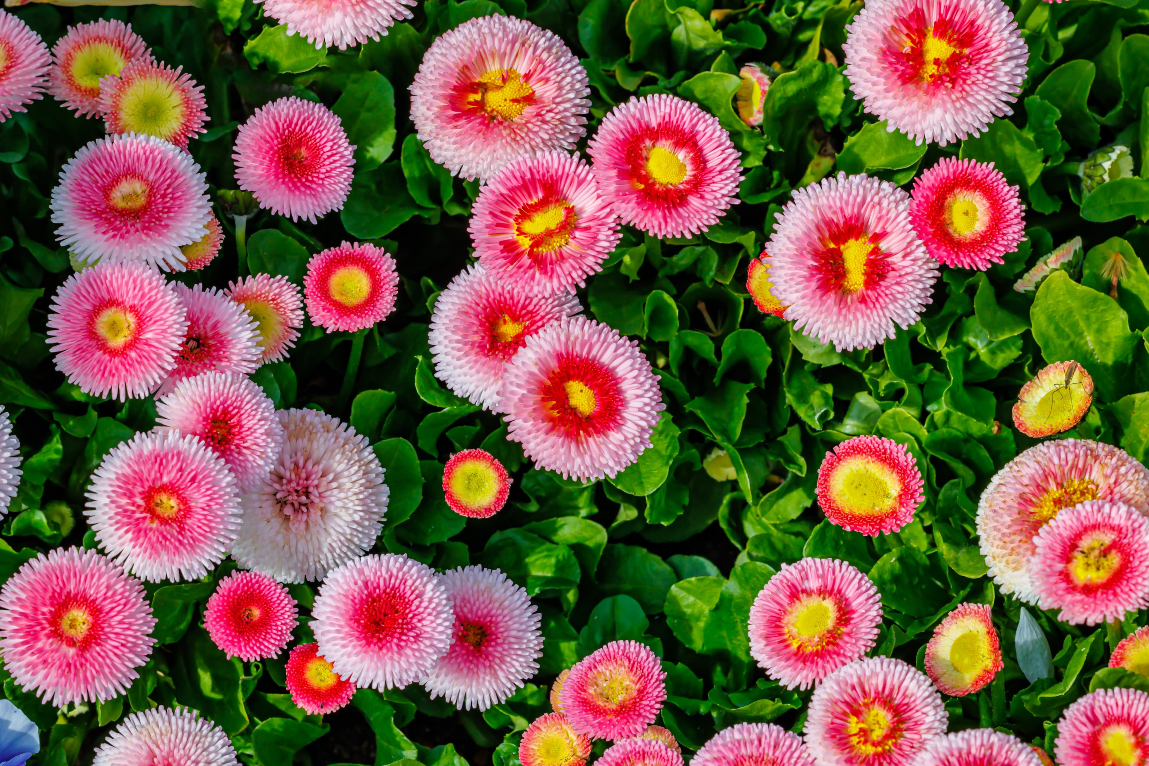 FLOWER BELLIS DIASIES