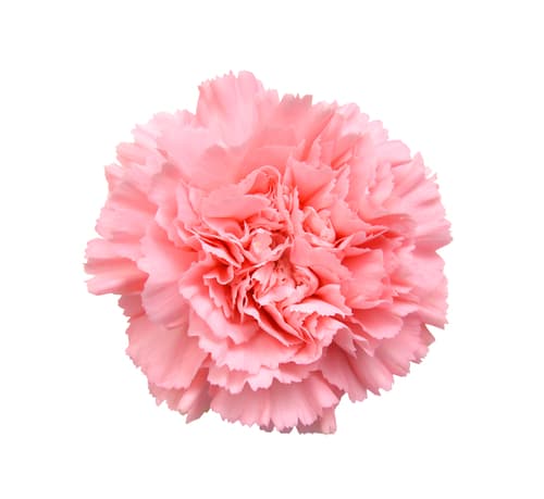 FLOWER CARNATION