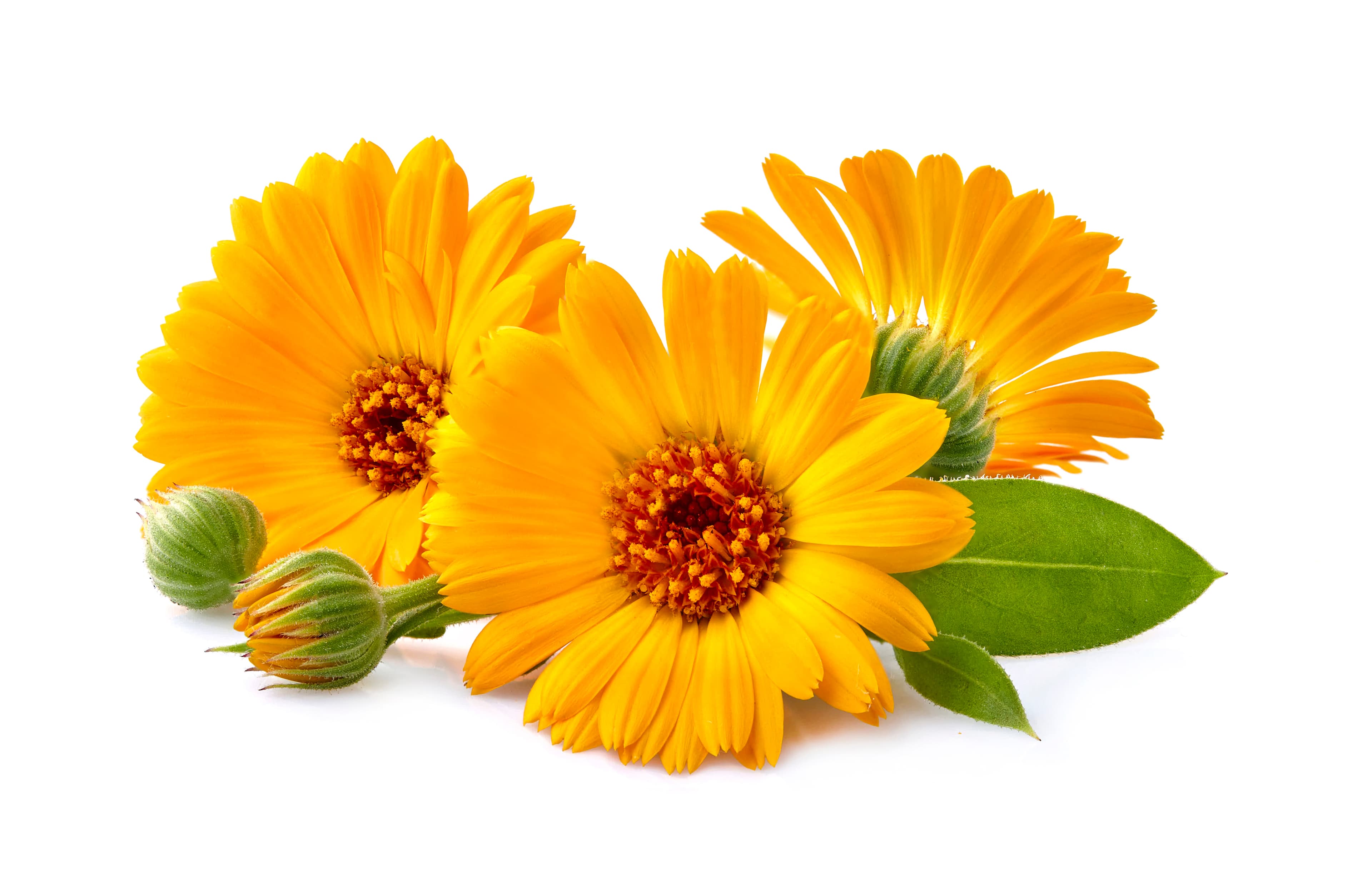 FLOWER CALENDULA (MARIGOLD)