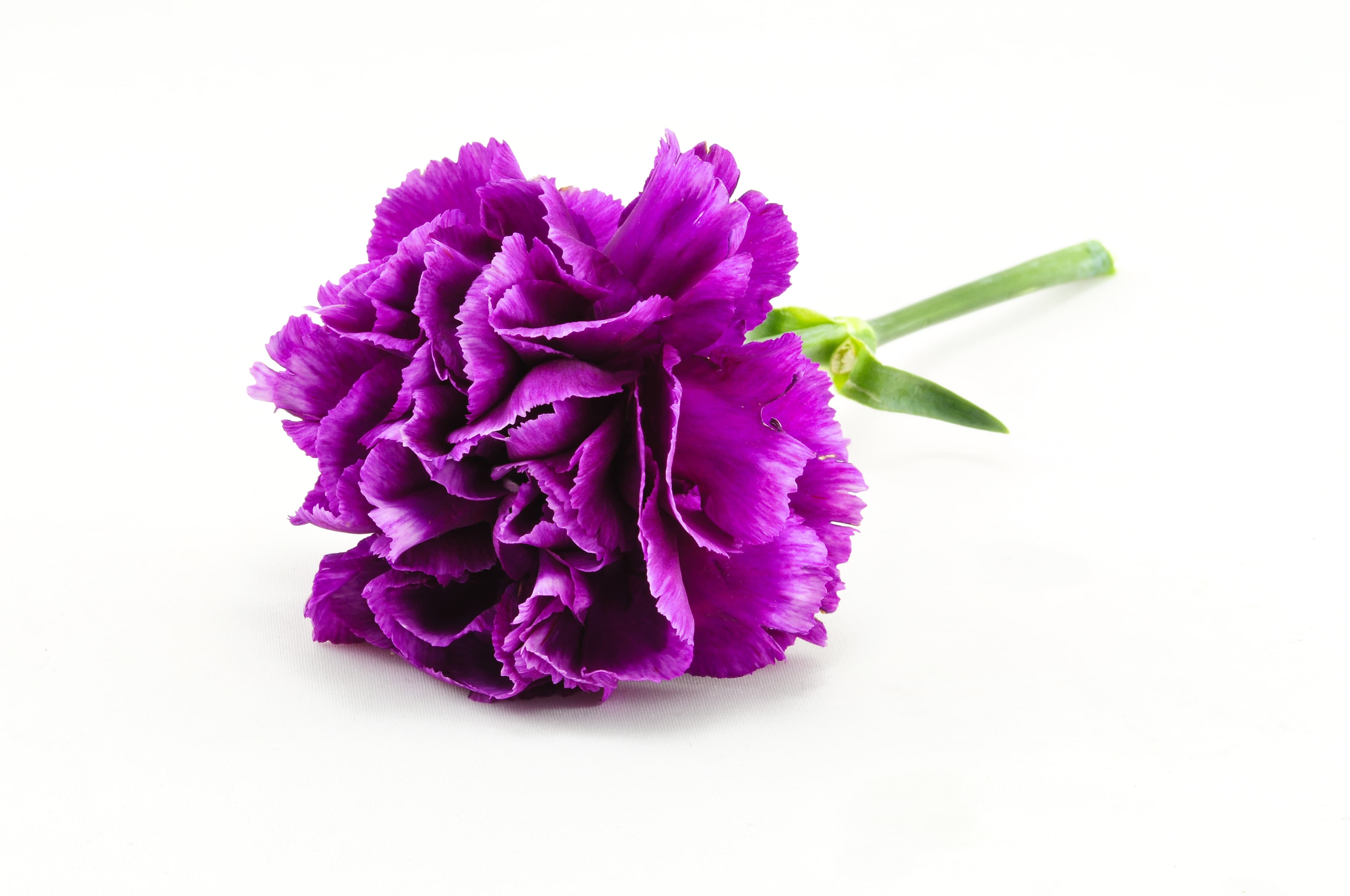 FLOWER CARNATION PURPLE