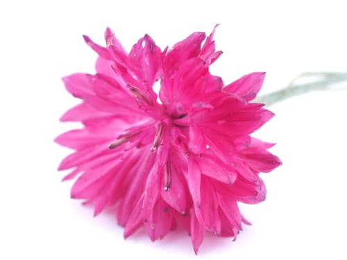 CORNFLOWER PINK