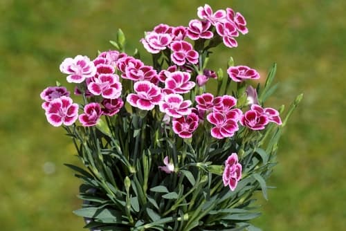 FLOWER DIANTHUS