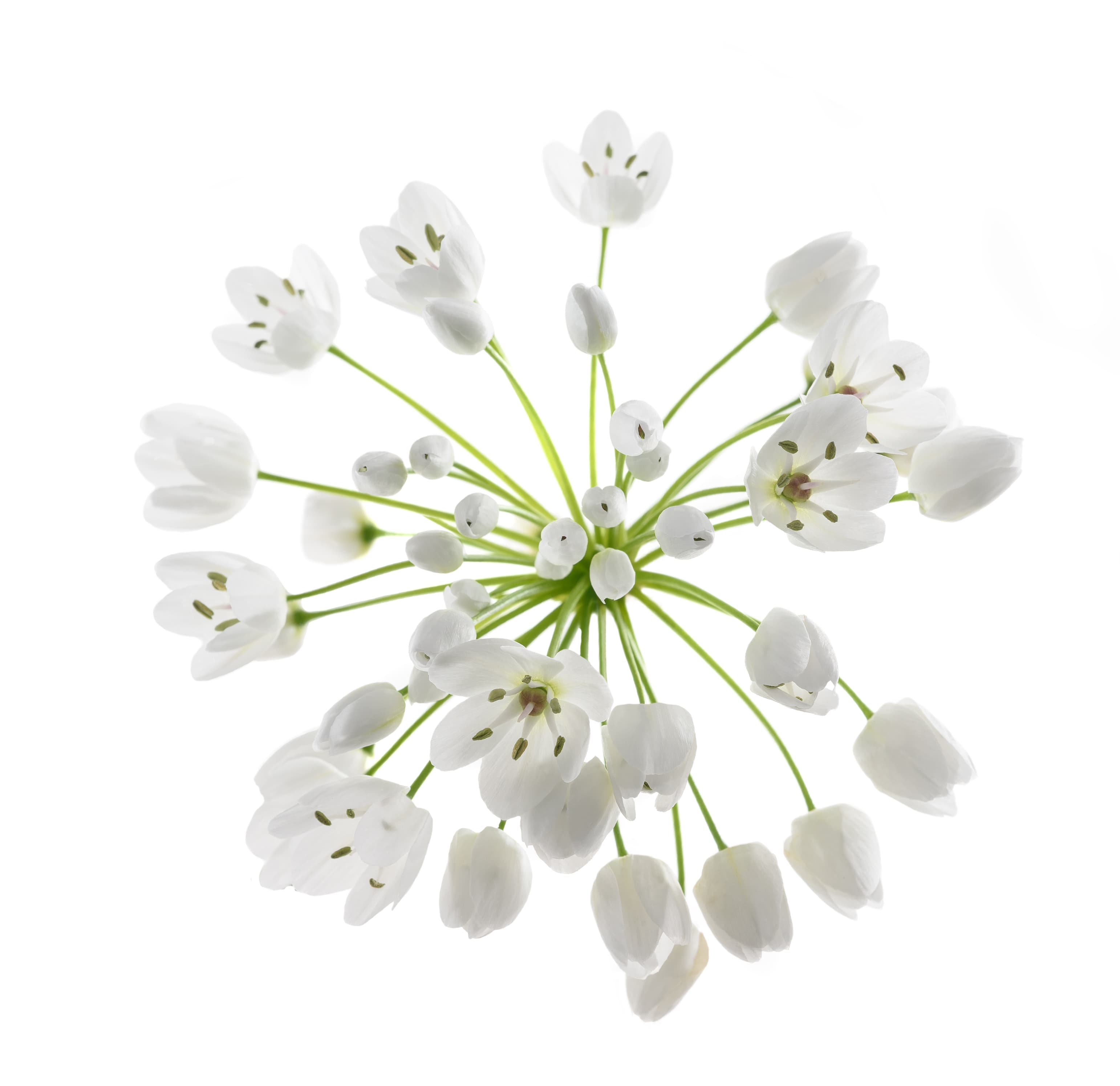 GARLIC FLOWER
