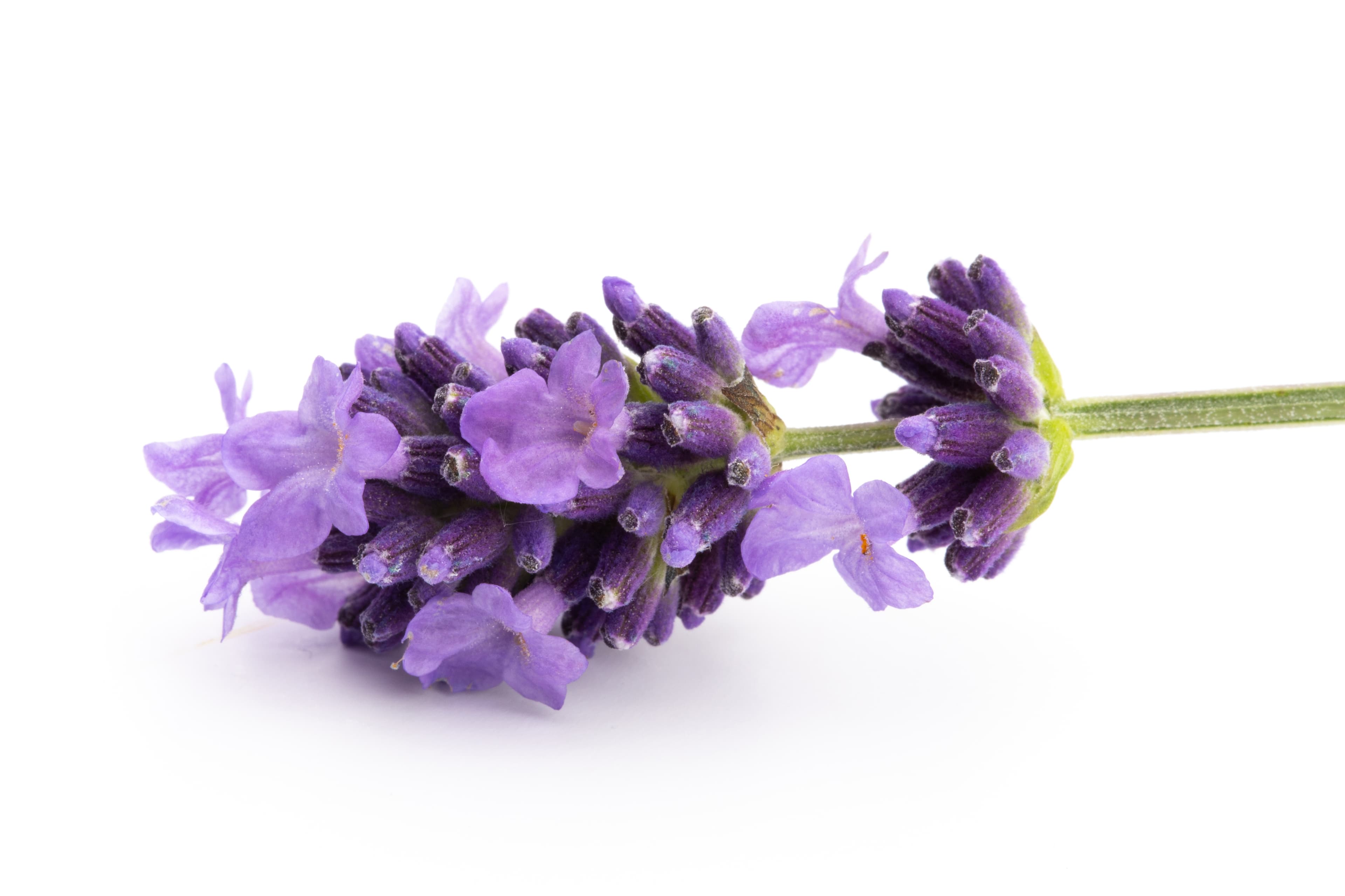FLOWER LAVENDER EDIBLE