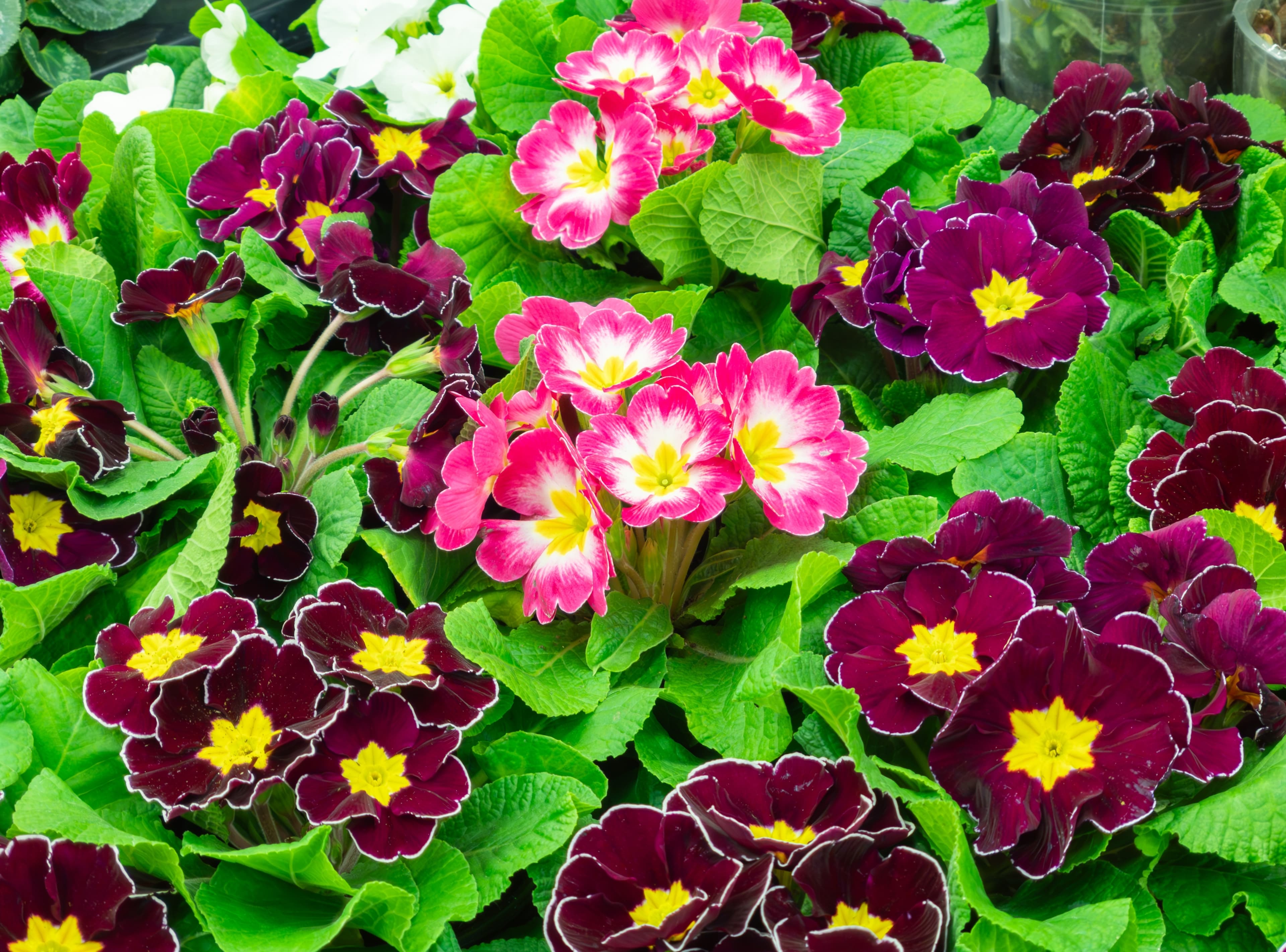 FLOWER PRIMULA (PRIMOSE)