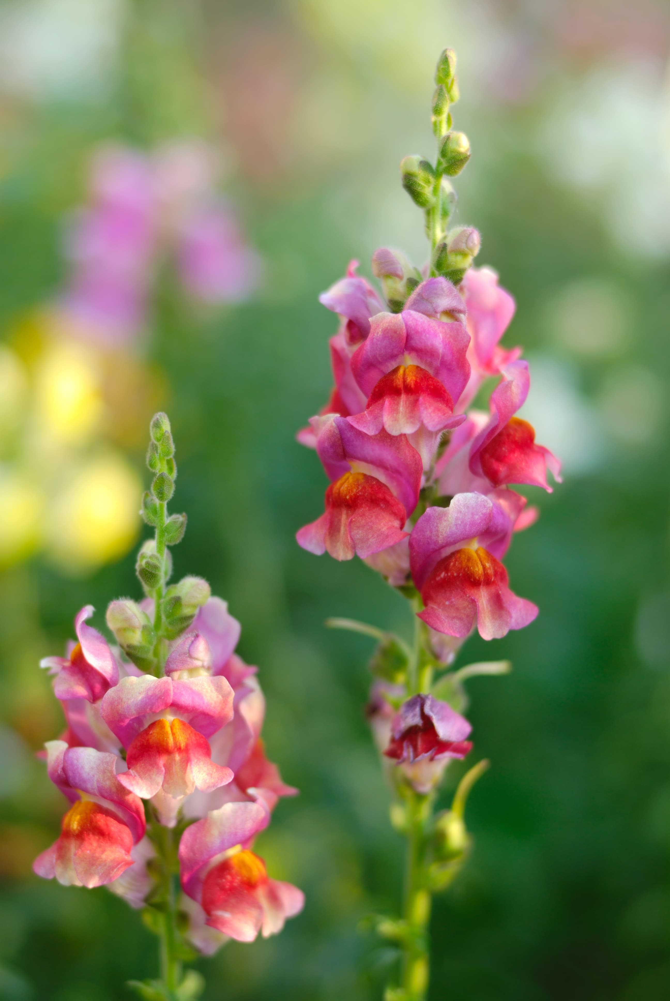 FLOWER SNAPDRAGON