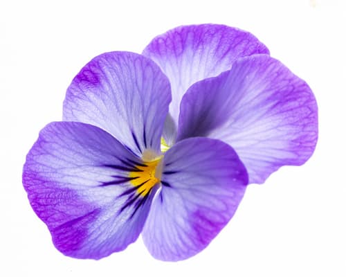 VIOLA FLOWER WHITE