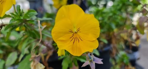 VIOLA FLOWER YELLOW