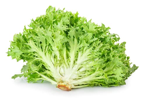 LETTUCE FRISEE
