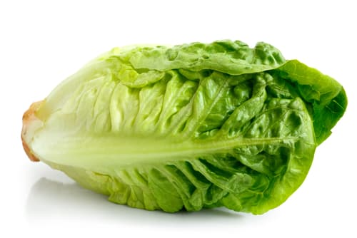 LETTUCE LITTLE GEM
