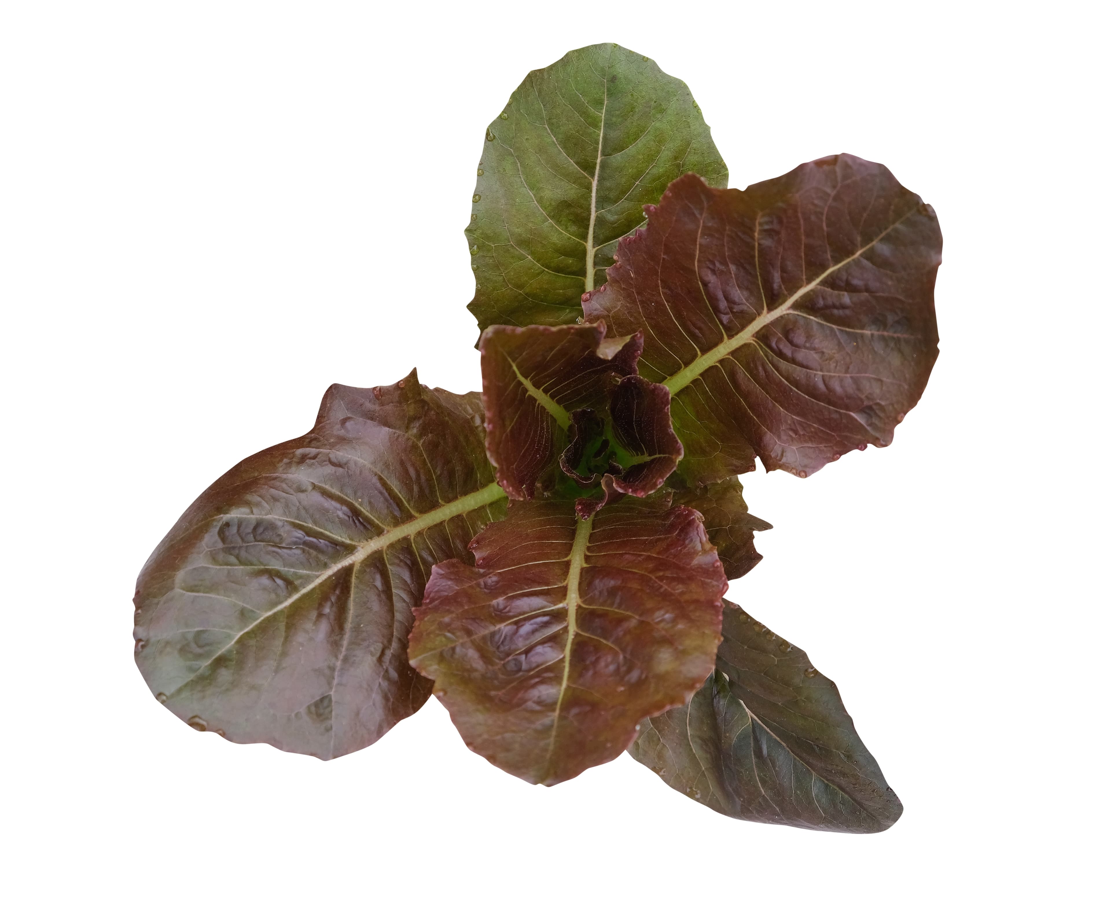 CICORINO - GRUMOLO MIX SALAD (BOX)