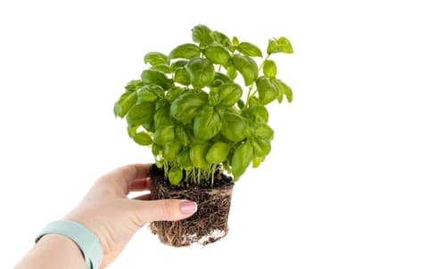 POTTED BASIL