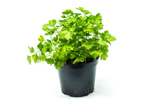 POTTED PARSLEY