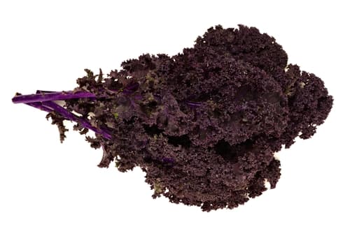 RED CURLY KALE
