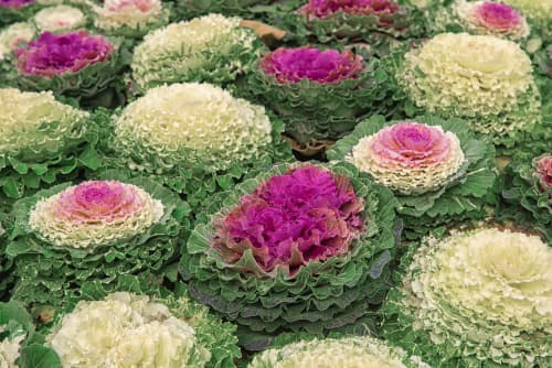 VARIGATED KALE (QUEEN HEAD)