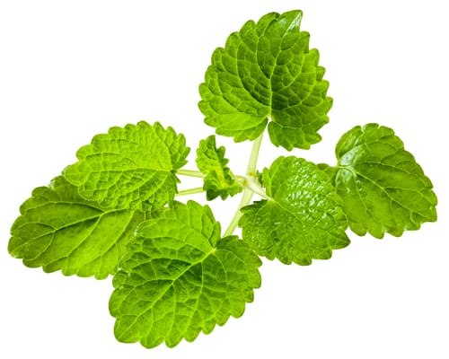 LEMON BALM BUNCH
