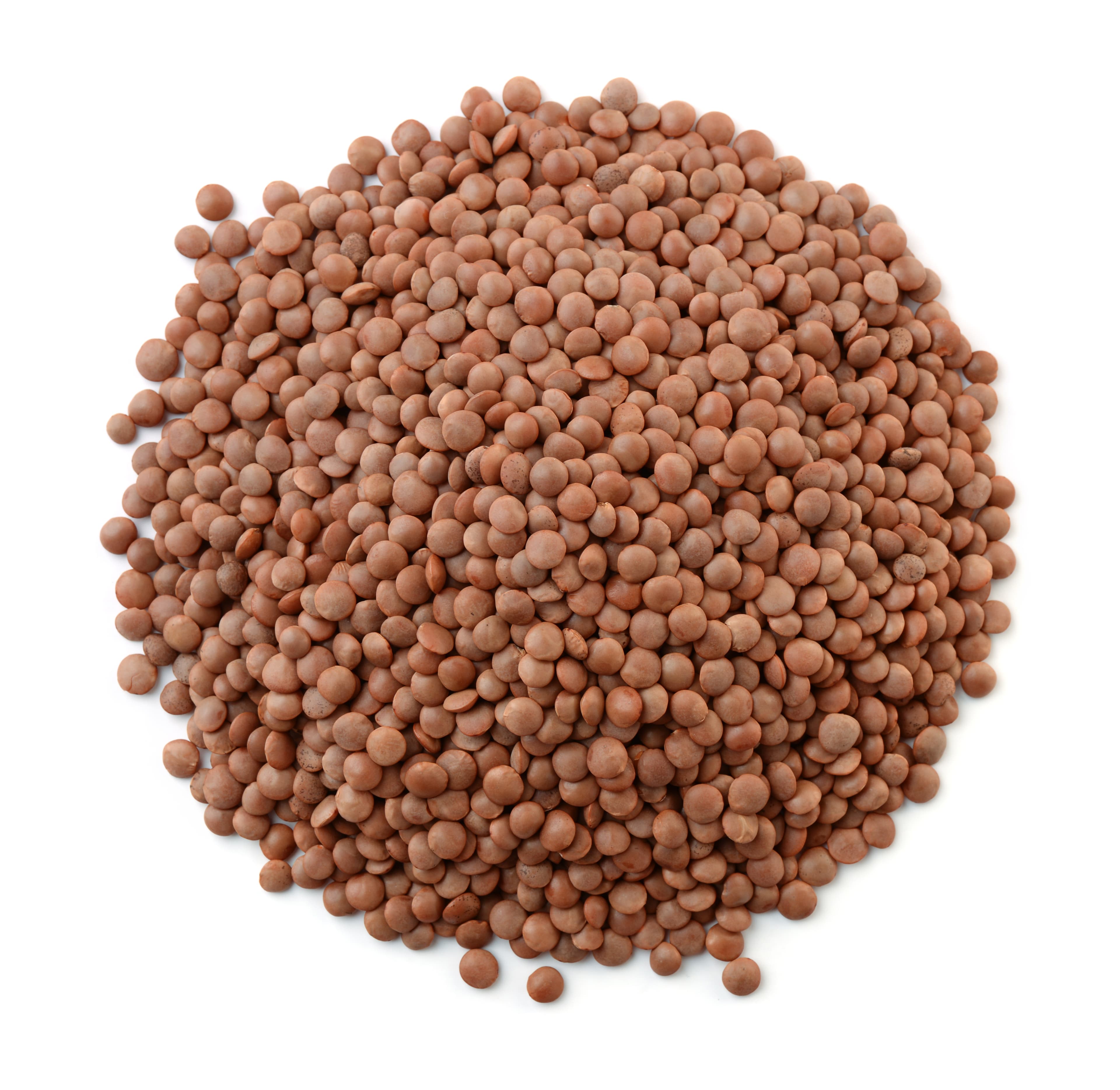 BROWN LENTIL