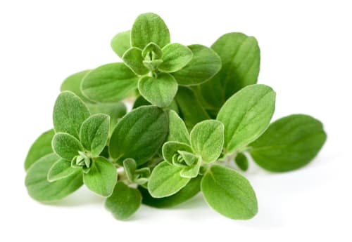 MARJORAM BUNCH