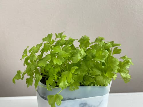 MICRO CELERY
