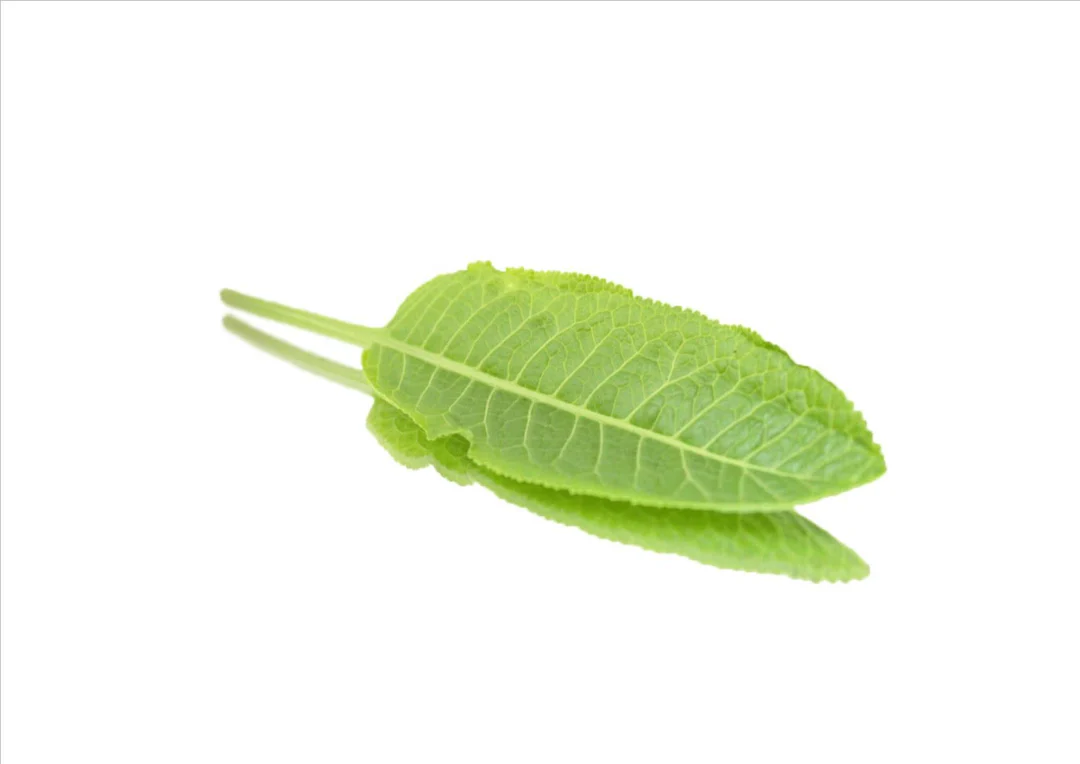 MICRO HORSERADISH SHOOTS PUNNET