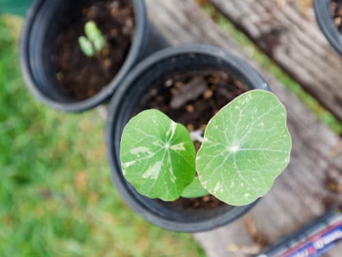 MICRO NASTURTIUM ALASKA
