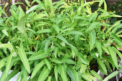 MORNING GLORY (UNK CHOI)