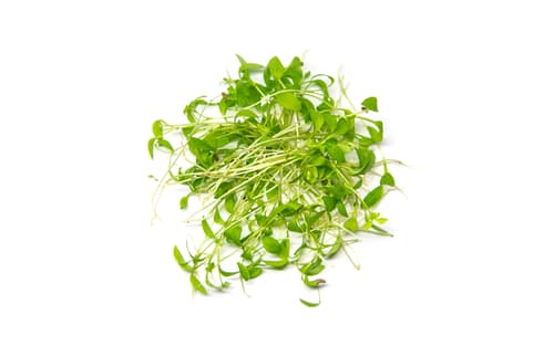 MICRO PARSLEY